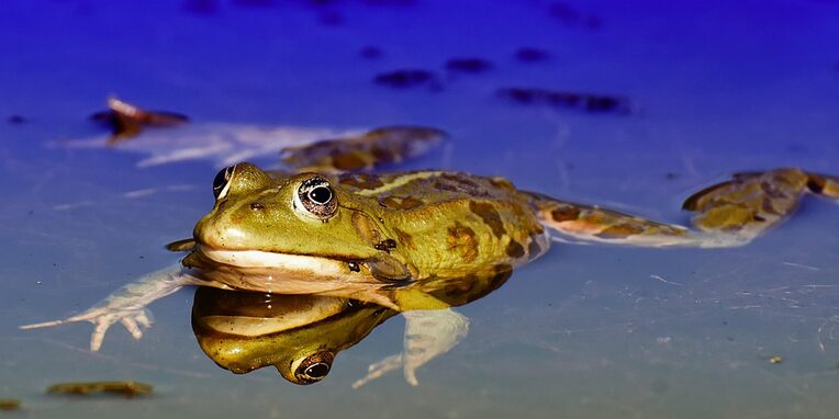 ein schwimmender Frosch in einem blauen Gewässer