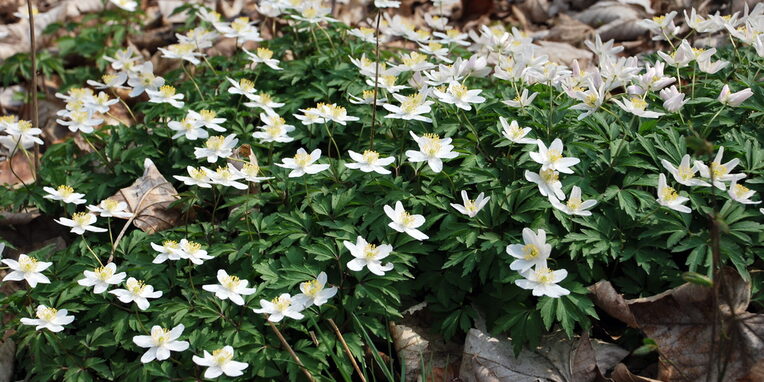 Anemone nemorosa - das Buschwindröschen