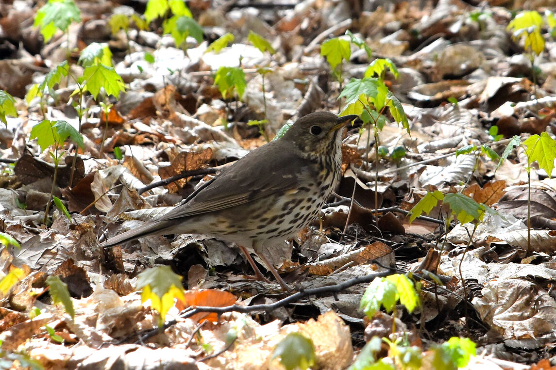 Singdrossel (Turdus philomelos)